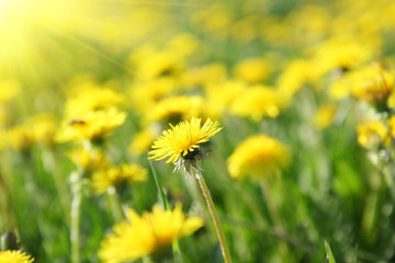 Dandelions background.