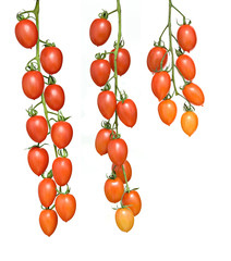 Bunch of tomatoes isolated on white background