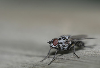 ugly fly