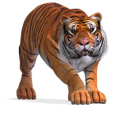 Big Cat Tiger - obrazy, fototapety, plakaty