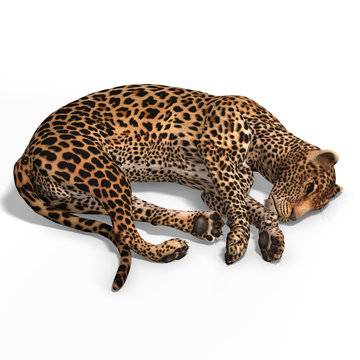 Big Cat Leopard