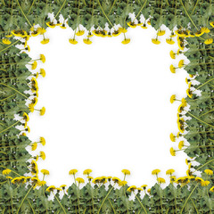 Page for advertising with  flowers of dandelions on the white is