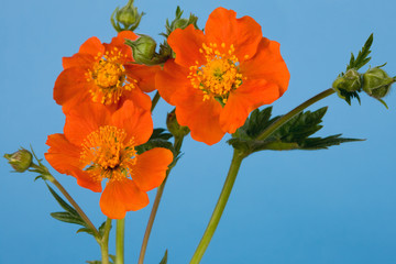 Geum coccineum