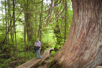 Young Woman on a Boardwalk near giant Tree