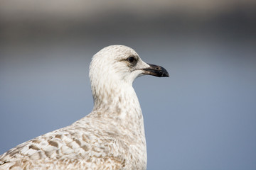 seagull standind on profile, on a wall