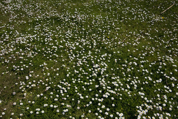 many daisy in a field