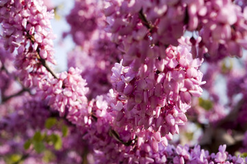 The purple pink flowers of the eastern redbud