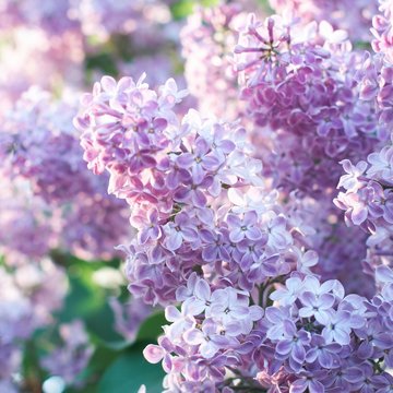 Spring Lilac
