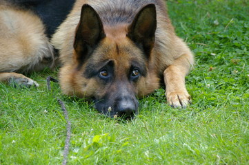 Schäferhund