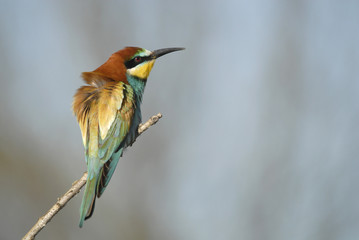 abejaruco