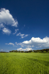 spring field landscape