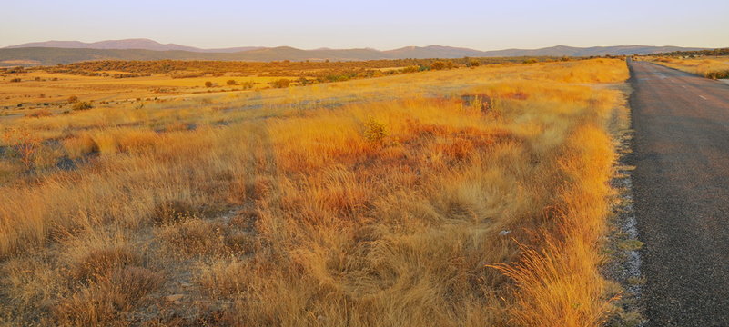 Road In The Dry Prairie