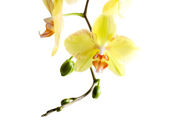 Yellow Orchid