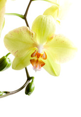 Naklejka na ściany i meble Yellow Orchid