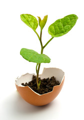 Plant in egg - 13815028