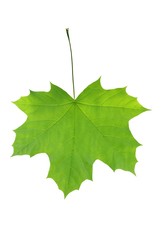 leaf of clon