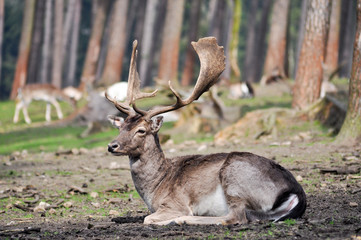 Hirsch. König des Waldes