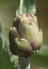 Artischocke, Cynara cardunculus