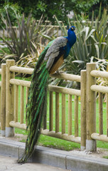 Pavo Real en el parque.