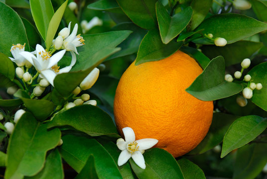 Orangenbl&uuml;ten und Orange am Strauch