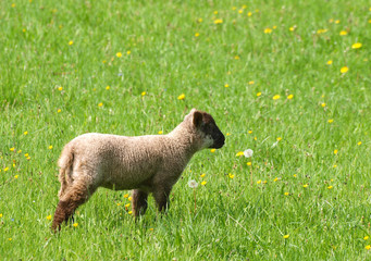 Lamm auf Wiese