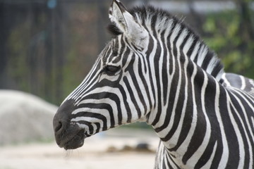 Obraz na płótnie Canvas Zebra 3