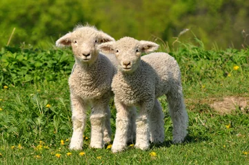 Papier Peint photo Lavable Moutons deux agneaux mignons