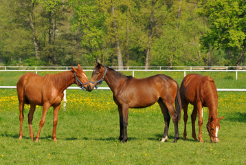 Obraz na płótnie Canvas Grupa młodych koni