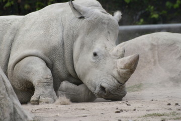 Nashorn 4