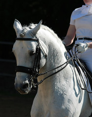 Dressurpferd beim Abreiten