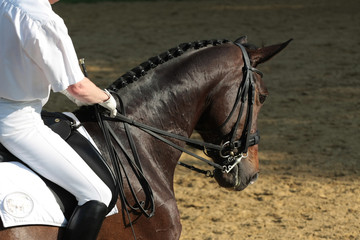 Pferdesport Dressur