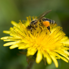 working bee
