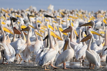 Great White Pelican (Pelecanus onocrotalus), lake Nakuru, Kenya