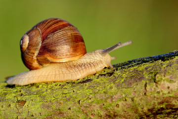 Snail