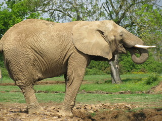 éléphant