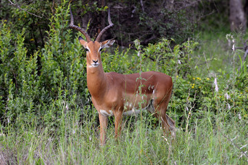 Naklejka na ściany i meble Antilope im Buschland