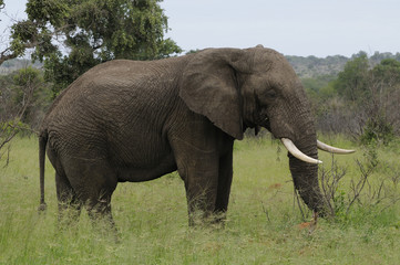 Naklejka na ściany i meble Elefant w Afryce