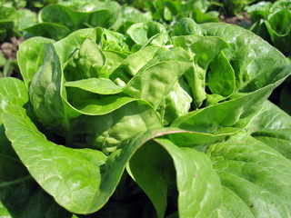 blattsalat grün / butterhead lettuce field