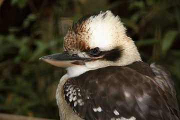 Ein vogel
