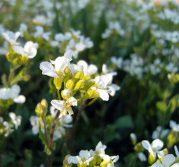 White flowers. Arabis.