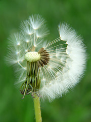 Pusteblume II