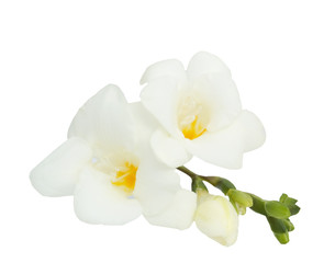 Naklejka na ściany i meble Orchid isolated on the white