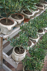Oliviers en pot