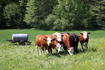 Fototapeta na wymiar sieben kühe / seven cows 2