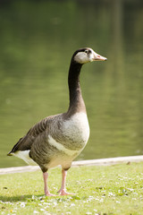 goose