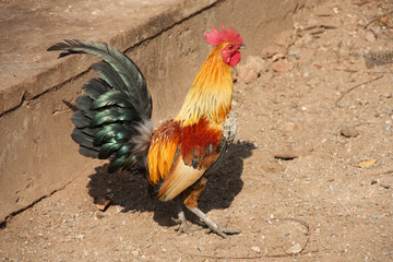 Rooster