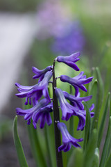 blue hyacinth