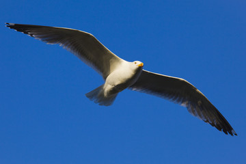 Gaviota