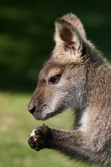 Fototapeta premium Brot fressendes Bennett-Känguru