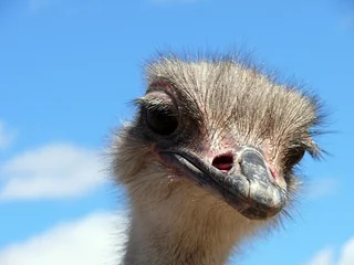 Cercles muraux Autruche ostrich close up